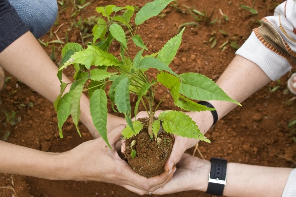 Plantio de muda de árvores nativas, frutíferas e exóticas